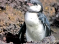 Galápagos Penguin