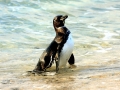 Galápagos Penguin