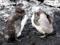 Galápagos Penguin