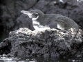 Galápagos Penguin