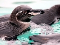 Galápagos Penguin
