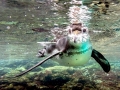 Galápagos Penguin