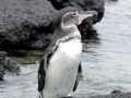 Galápagos Penguin
