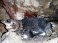 Galápagos Penguin
