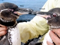 Galápagos Penguin