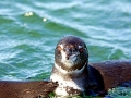 Galápagos Penguin
