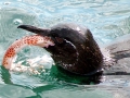 Galápagos Penguin