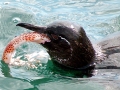 Galápagos Penguin