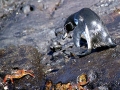 Galápagos Penguin