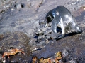 Galápagos Penguin