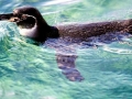 Galápagos Penguin