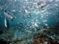 Galápagos Penguin