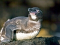 Galápagos Penguin