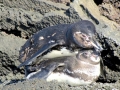 Galápagos Penguin