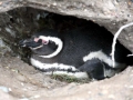 Galápagos Penguin