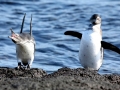 Galápagos Penguin