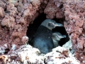 Galápagos Penguin