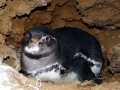 Galápagos Penguin