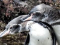 Galápagos Penguin