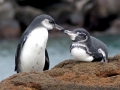 Galápagos Penguin