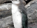 Galápagos Penguin