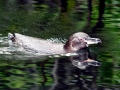 Galápagos Penguin