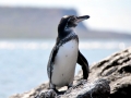 Galápagos Penguin