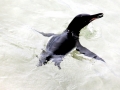 Galápagos Penguin