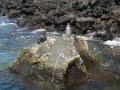 Galápagos Penguin