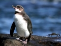 Galápagos Penguin
