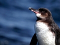 Galápagos Penguin
