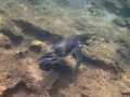Galápagos Penguin