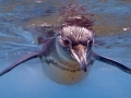 Galápagos Penguin