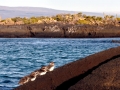 Galápagos Penguin