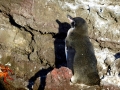 Galápagos Penguin