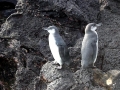 Galápagos Penguin