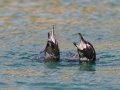 Galápagos Penguin