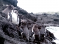 Galápagos Penguin