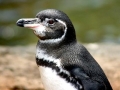 Galápagos Penguin