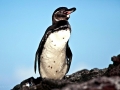 Galápagos Penguin