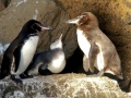 Galápagos Penguin