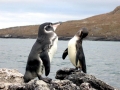 Galápagos Penguin