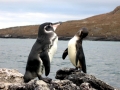 Galápagos Penguin