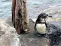 Galápagos Penguin
