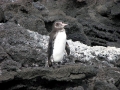 Galápagos Penguin
