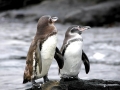 Galápagos Penguin