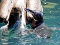 Galápagos Penguin
