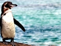 Galápagos Penguin
