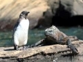 Galápagos Penguin