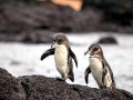 Galápagos Penguin